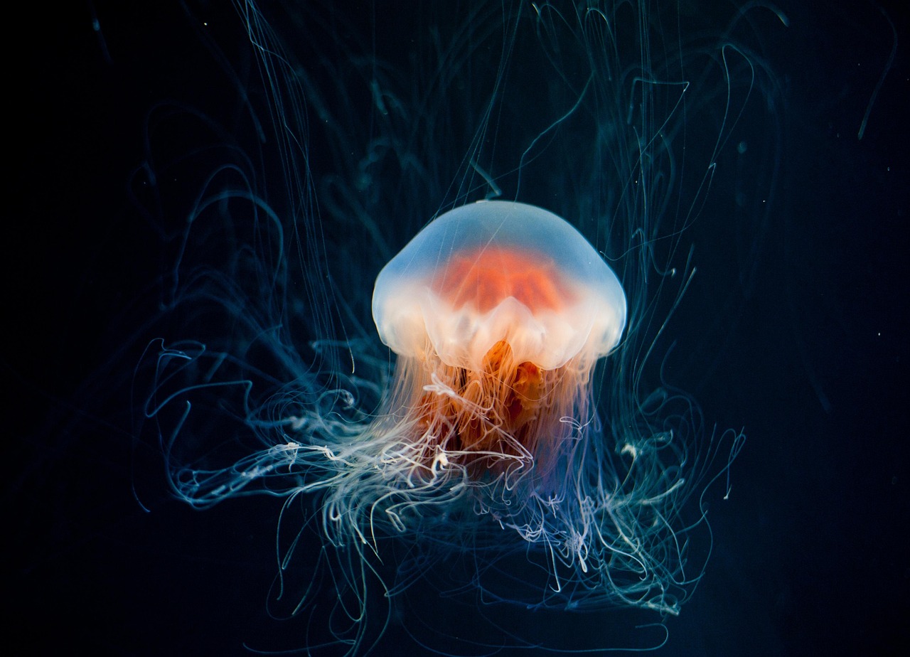 The Ocean at Night: Bioluminescence, Dark Water, and Respect