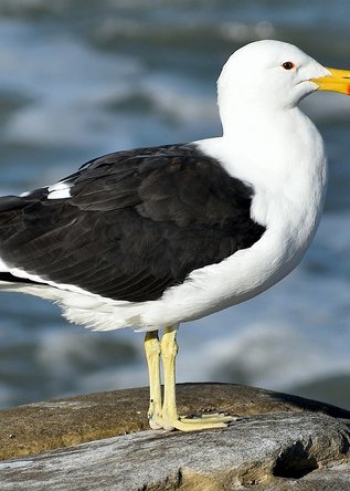 flicker